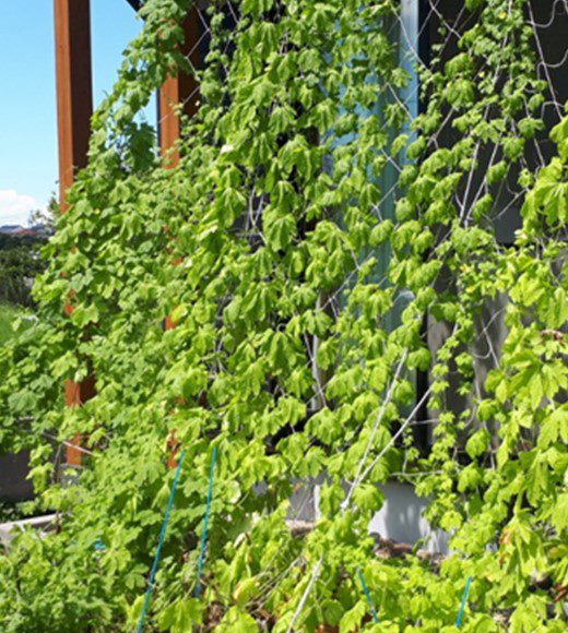 green curtain