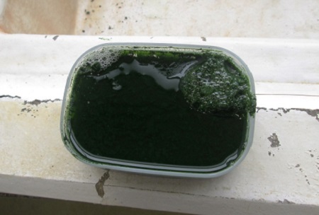 Jelly-based feed mixed with Coccomyxa KJ