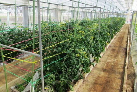 Tomatoes being grown in a greenhouse