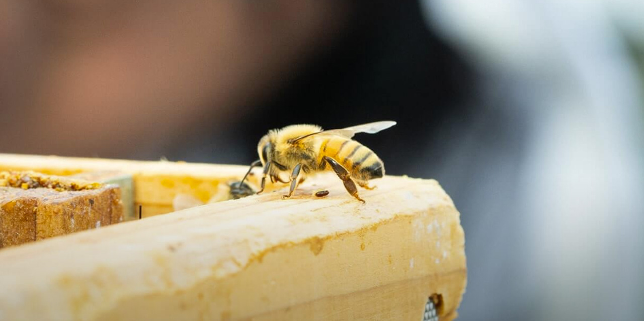 故事 关注蜜蜂危机 电装在总部建蜜蜂养殖基地 新闻 新闻 电装中国网站