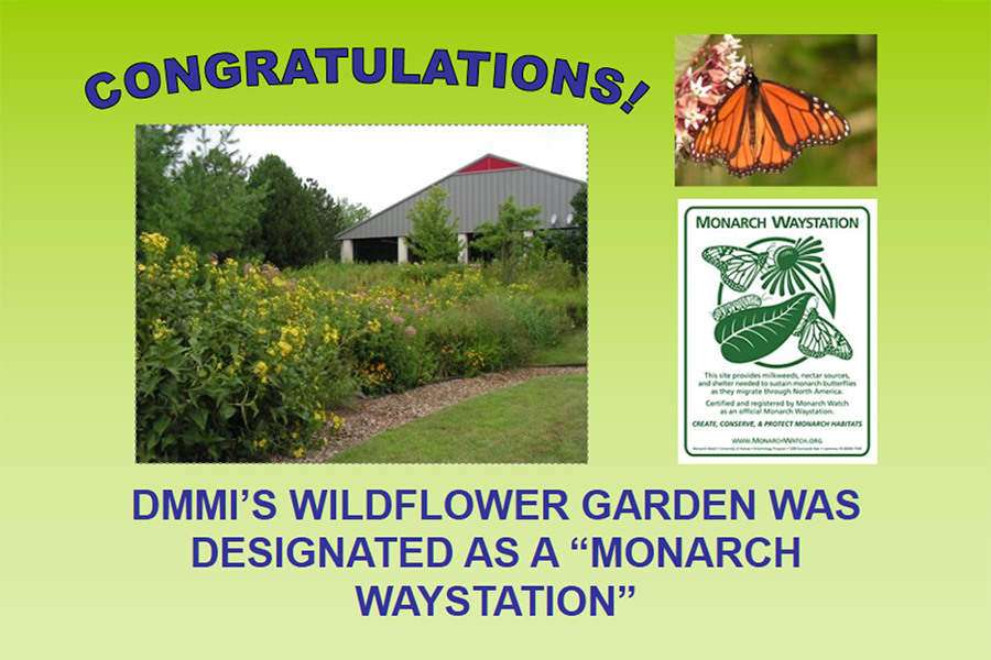 wildflower_garden