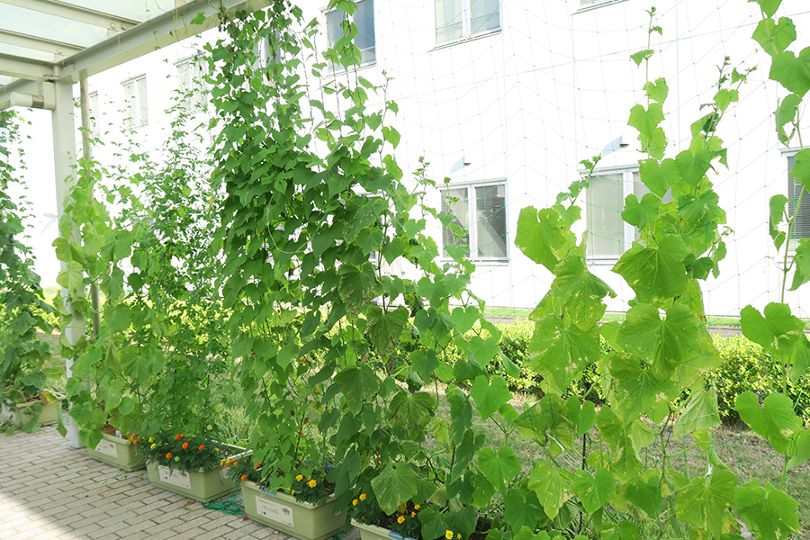 green curtain