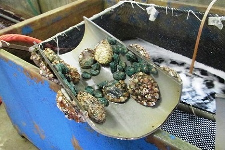 Abalone that have been fed Coccomyxa KJ