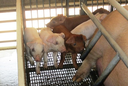Piglets being raised