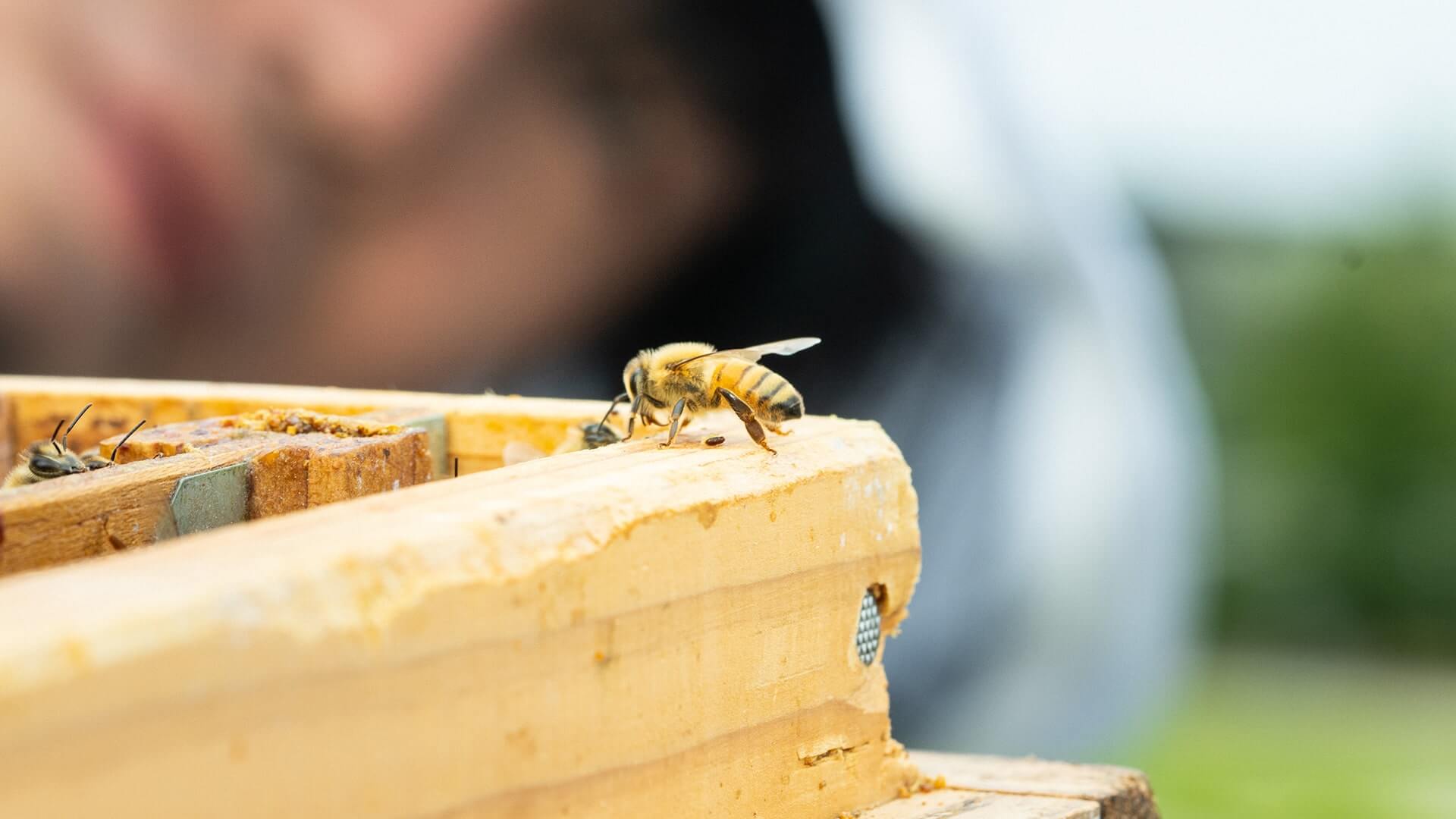 project-honeybees-01