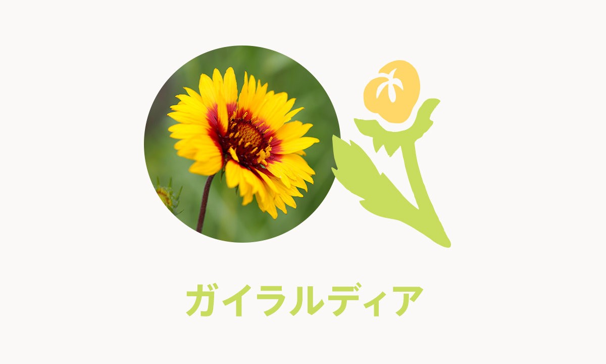 ガイラルディア