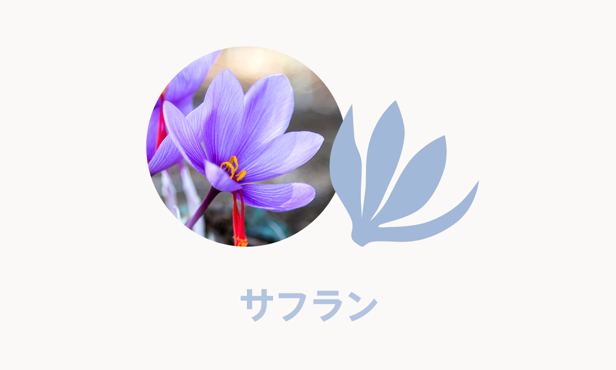 サフラン