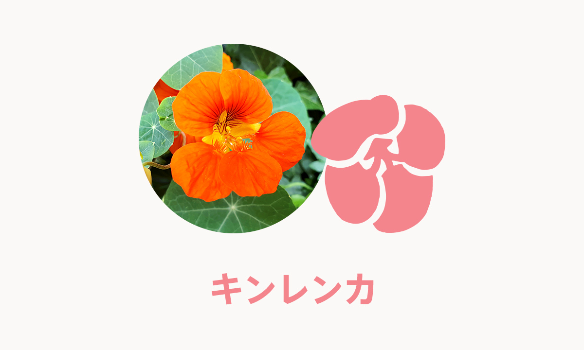 キンレンカ