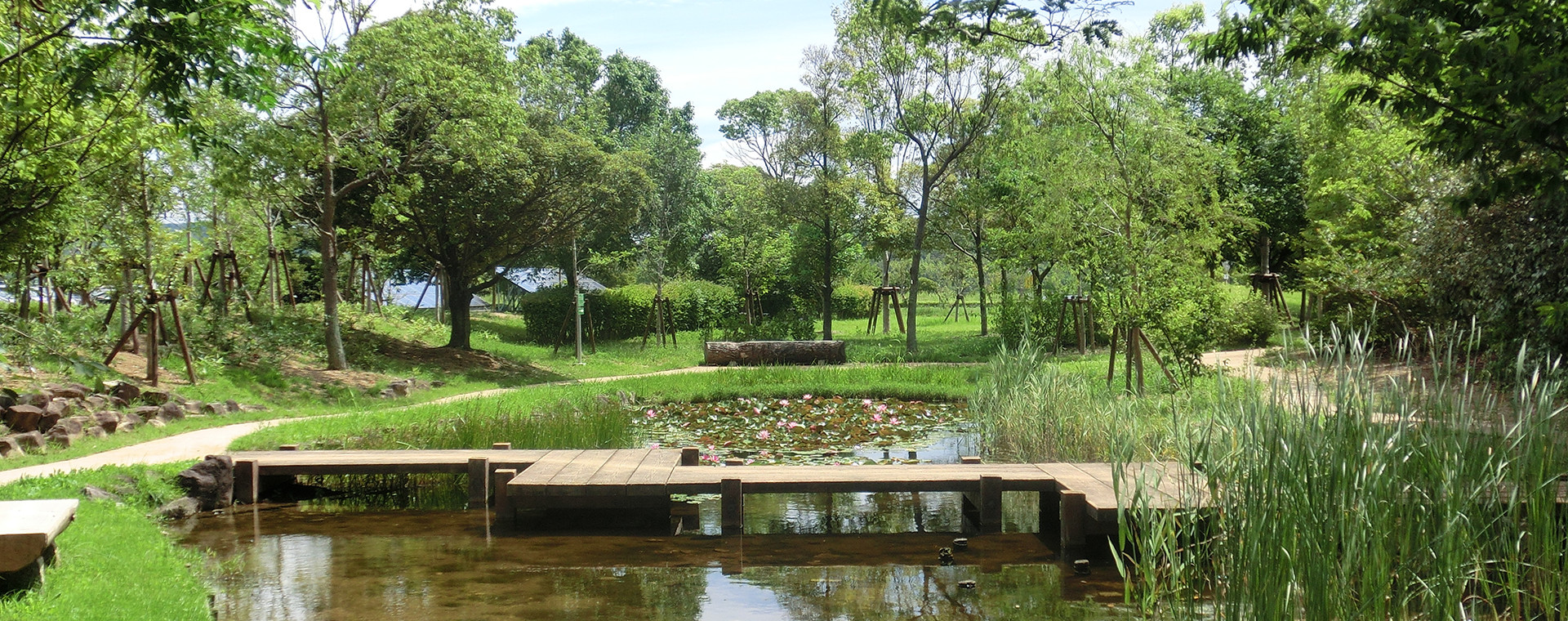 高棚ビオトープの画像