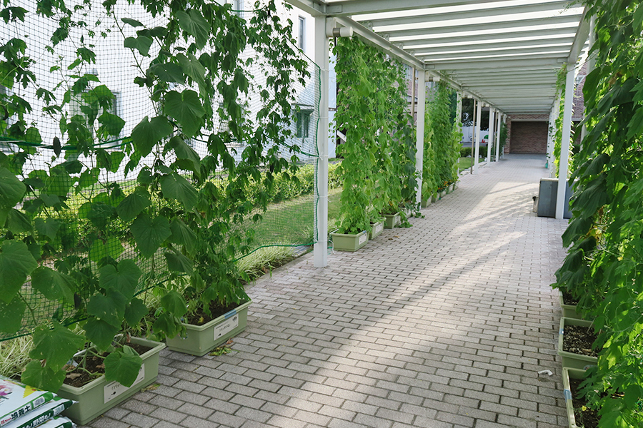 グリーンカーテン