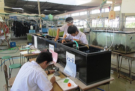 研究を行う生徒たち