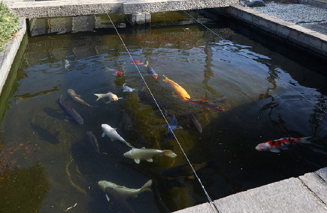 鯉の池