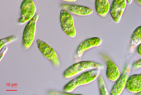 左:微細藻類ユーグレナ（和名:ミドリムシ）