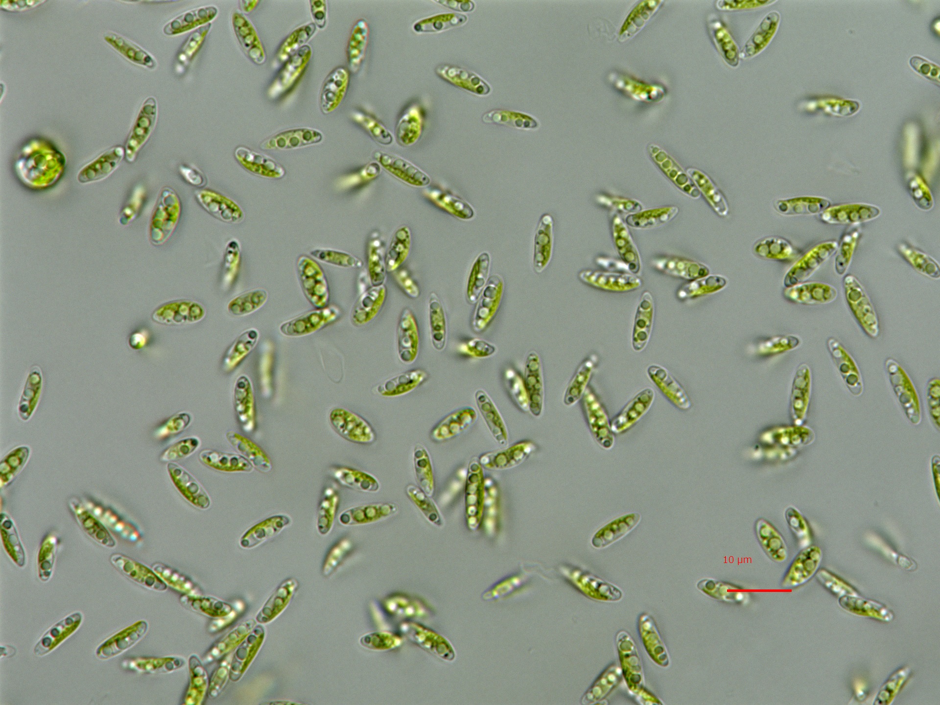 alga