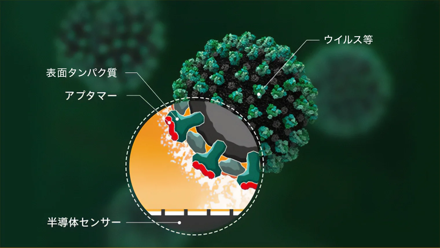 バイオセンサーの中核技術の図