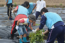 しょくいく体験 さつまいも育成 苗植えの様子