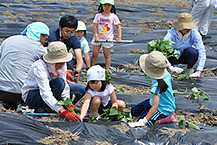 あんじょう地区 さつま芋育成の様子