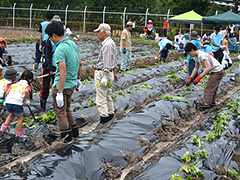 写真は、参加者が畝に分かれて、それぞれ苗を植えている様子