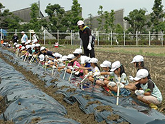 写真は、白い帽子をかぶった小学生が畝に一列に並び、苗を植えている様子