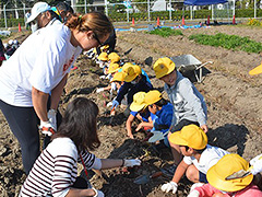 写真は、きいろい帽子をかぶった小学生が１列に並んで、小さなスコップで芋を掘っている様子