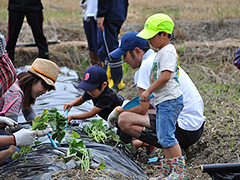 写真は、4歳くらいの男の子がしゃがんで畝に苗を植えています。それをお父さんとお母さんが見守っている様子