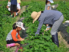 写真は、お母さんと娘さんがかまを片手に、大きくなったさつまいもの葉っぱに隠れている草を探しながら抜いている様子