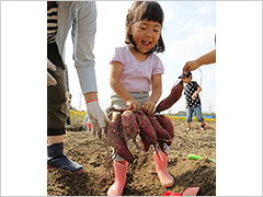 写真は、小さな女の子が、大きな芋が6つも連なったつるを掘り上げて歓声を上げている様子