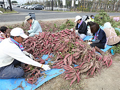 写真は、畑で掘られた芋をブルーシートに集めている様子。集められた芋を大人が囲んで、つるから1本1本切り取っている様子
