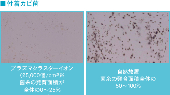 ■付着カビ菌