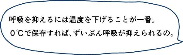 呼吸を抑えるには温度を下げることが一番。0℃で保存すれば、ずいぶん呼吸が抑えられるの。