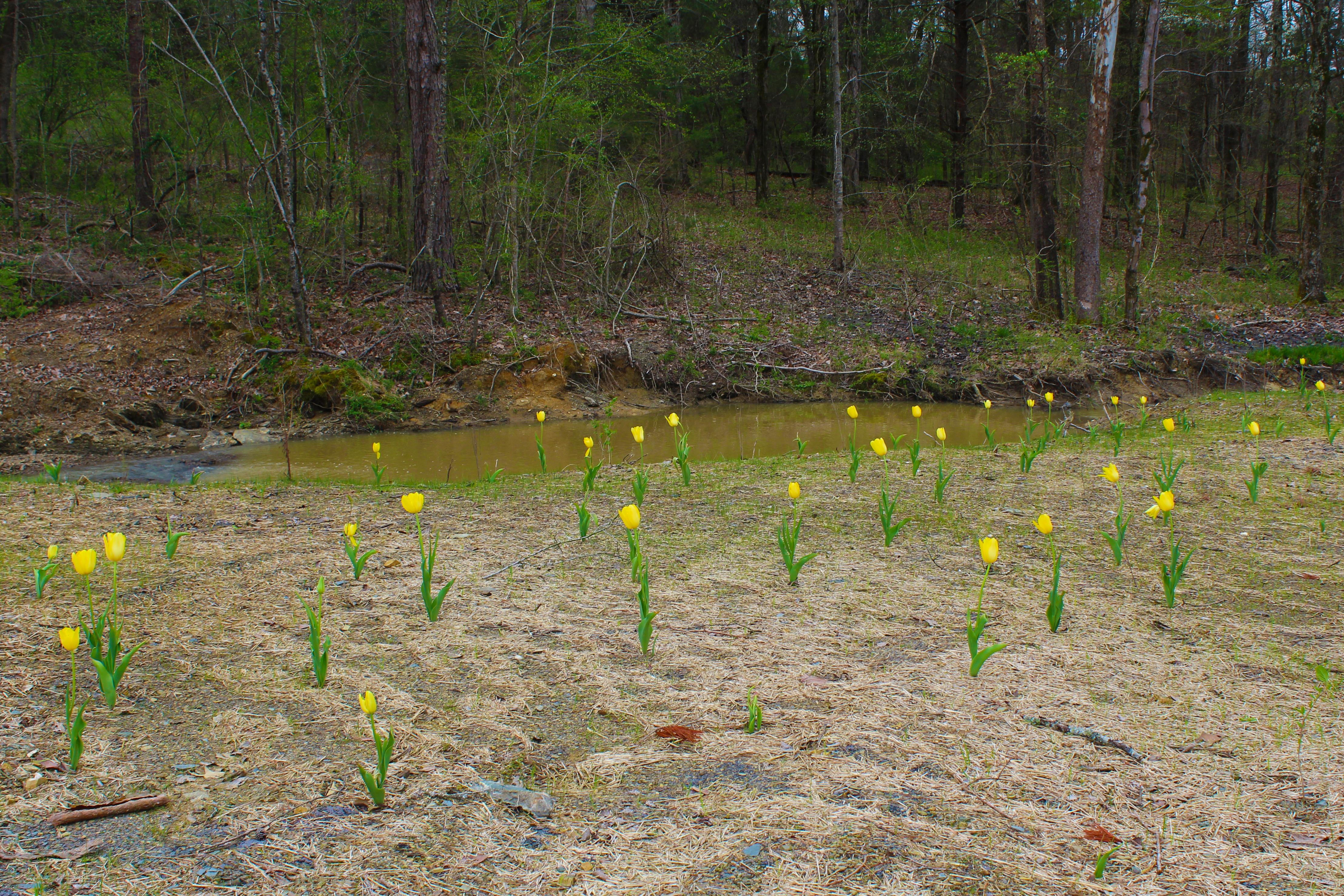 Sparsely Planted flowers