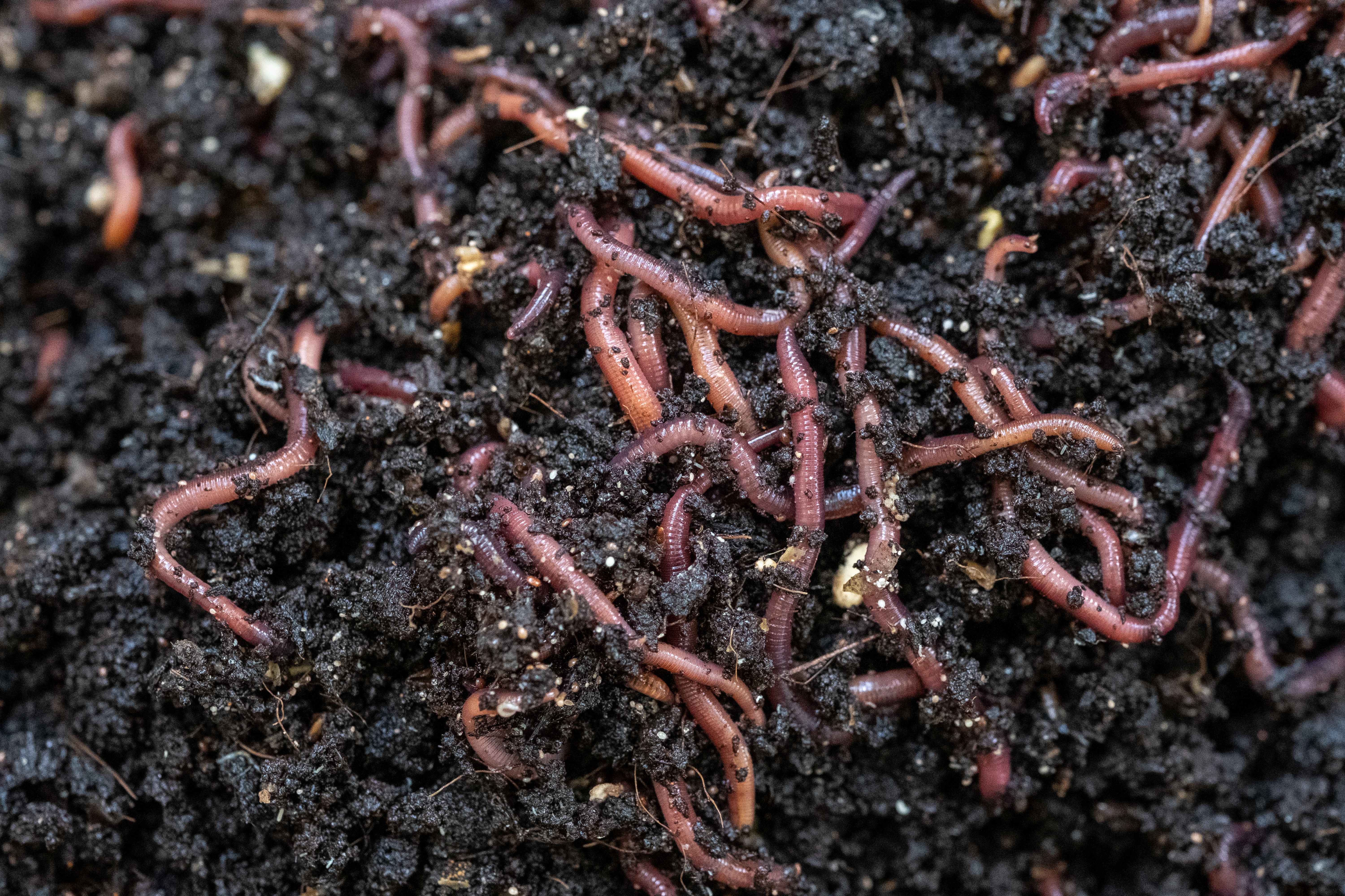 Worms in Dirt