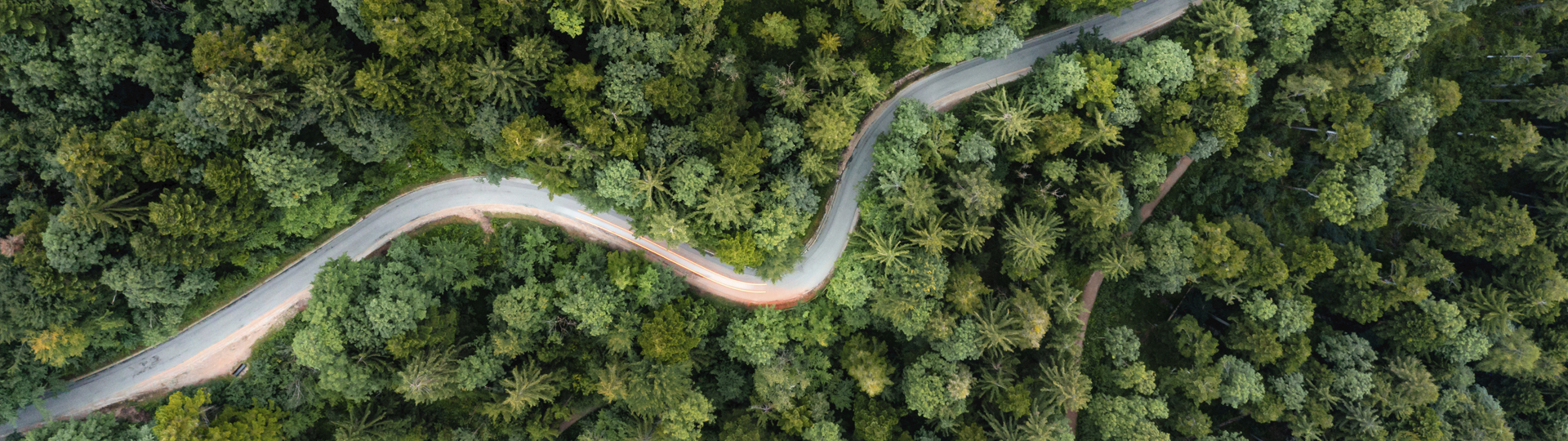 Bird's Eye View of a Road in a Forest